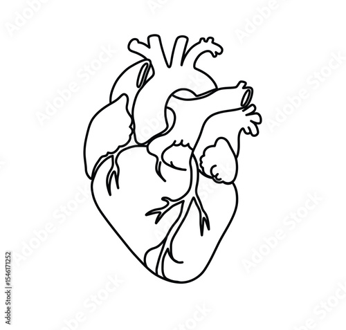 Human heart drawing. It is a detailed black and white line art sketch of the human heart, depicting its anatomical structure. Vector sketch line art draw.