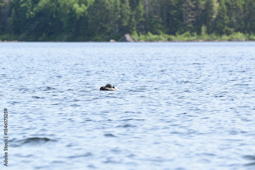 Fototapeta premium Parc Mauricie - 21 Juin 2025