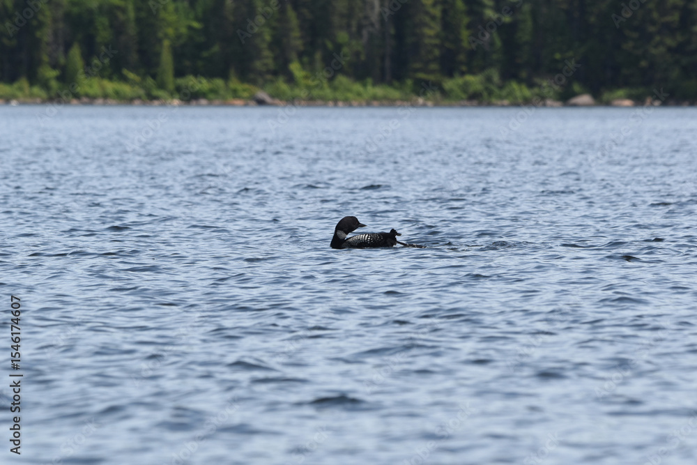 Fototapeta premium Parc Mauricie - 21 Juin 2025