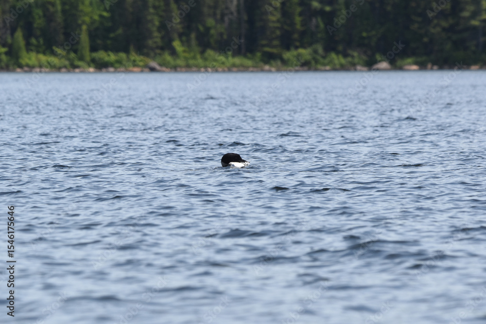 Fototapeta premium Parc Mauricie - 21 Juin 2025