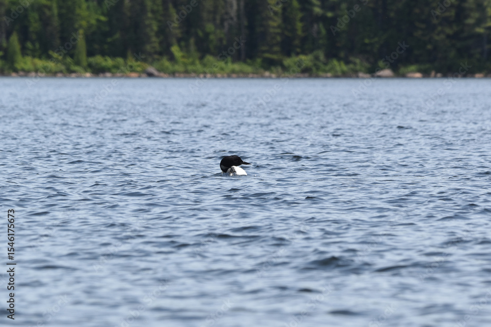 Fototapeta premium Parc Mauricie - 21 Juin 2025