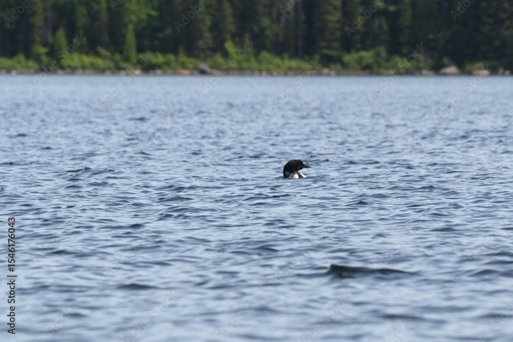 Obraz premium Parc Mauricie - 21 Juin 2025