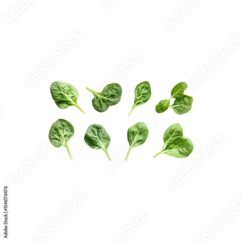  Fresh Green Leaves with Natural Texture and Vivid Color Isolated on White Background