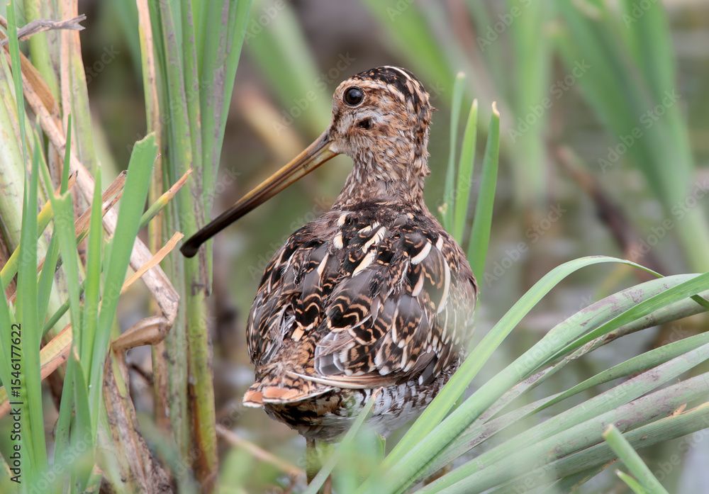 Fototapeta premium Close-up photo of The common snipe (Gallinago gallinago) from its back among aquatic grass