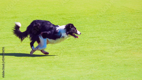 A black and white dog is running on a green field