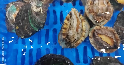 A group of abalone