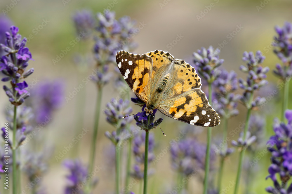 Obraz premium Painted Lady (Vanessa cardui) butterfly perched on lavender in Zurich, Switzerland