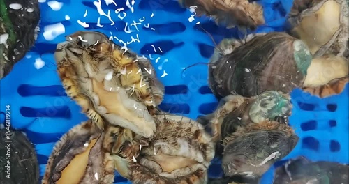 A group of abalone