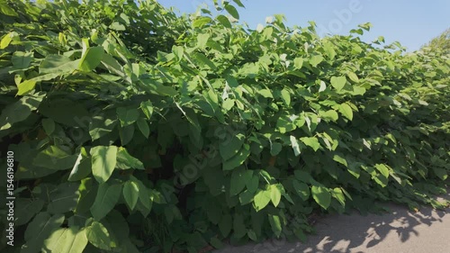 Reynoutria, knotweed, invasive plant growing on the side of the road
