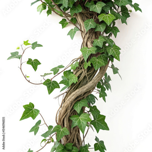 green leaves on white background