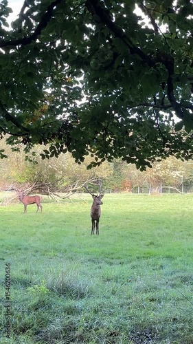 red deer on the meadow