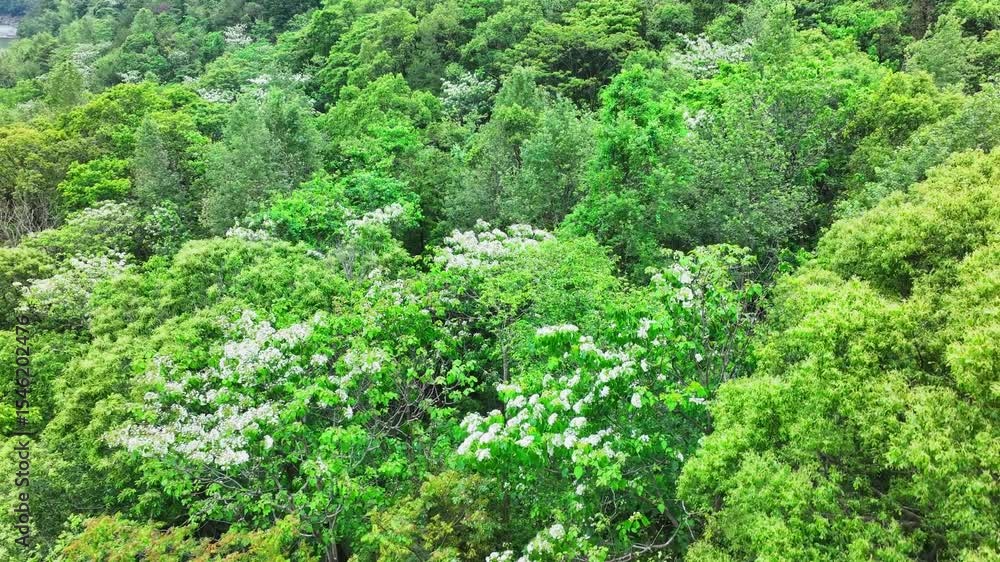 green forest in the mountains green forest in the mountains