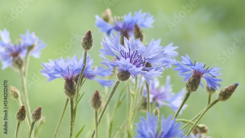 Wallpaper Mural Delicate cornflowers sway gracefully in a gentle breeze, creating a tranquil scene of natural beauty. Torontodigital.ca