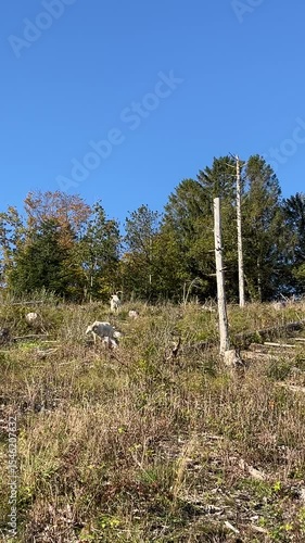 wild goats in the forest