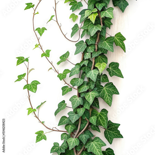 green leaves on white background