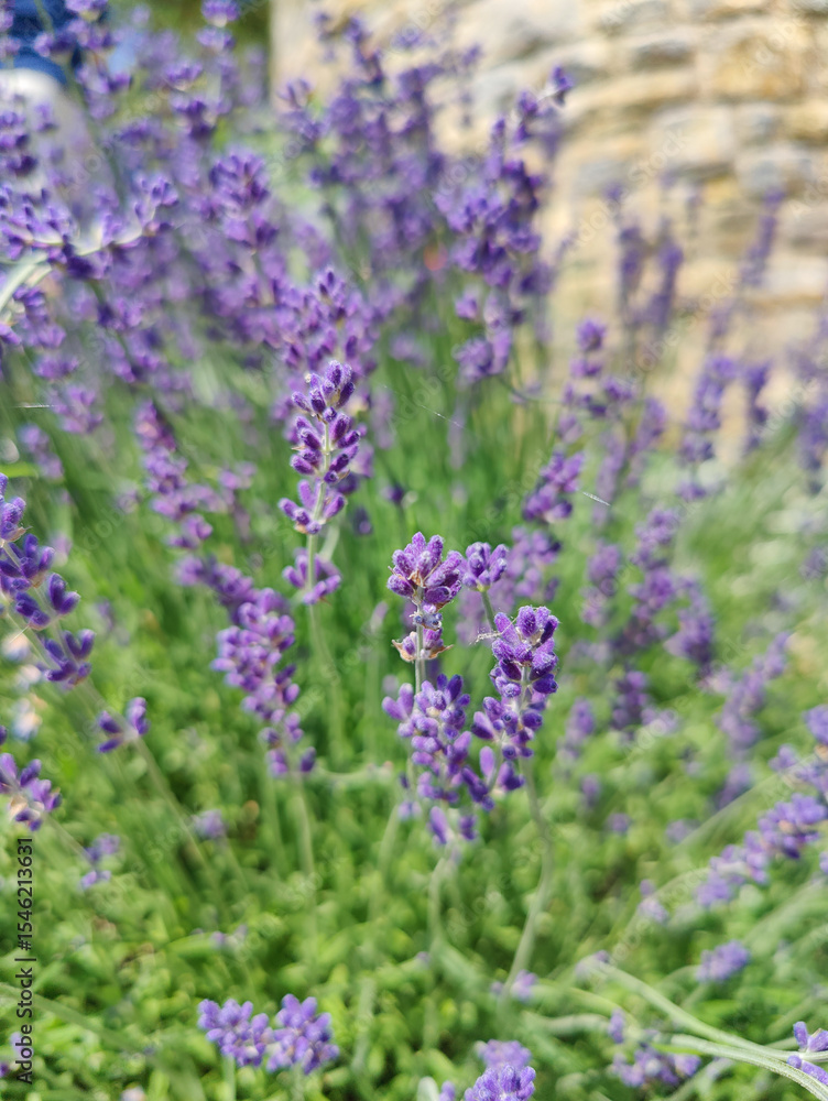 Blooming lavender flowers creating a relaxing atmosphere in a garden Blooming lavender flowers creating a relaxing atmosphere in a garden