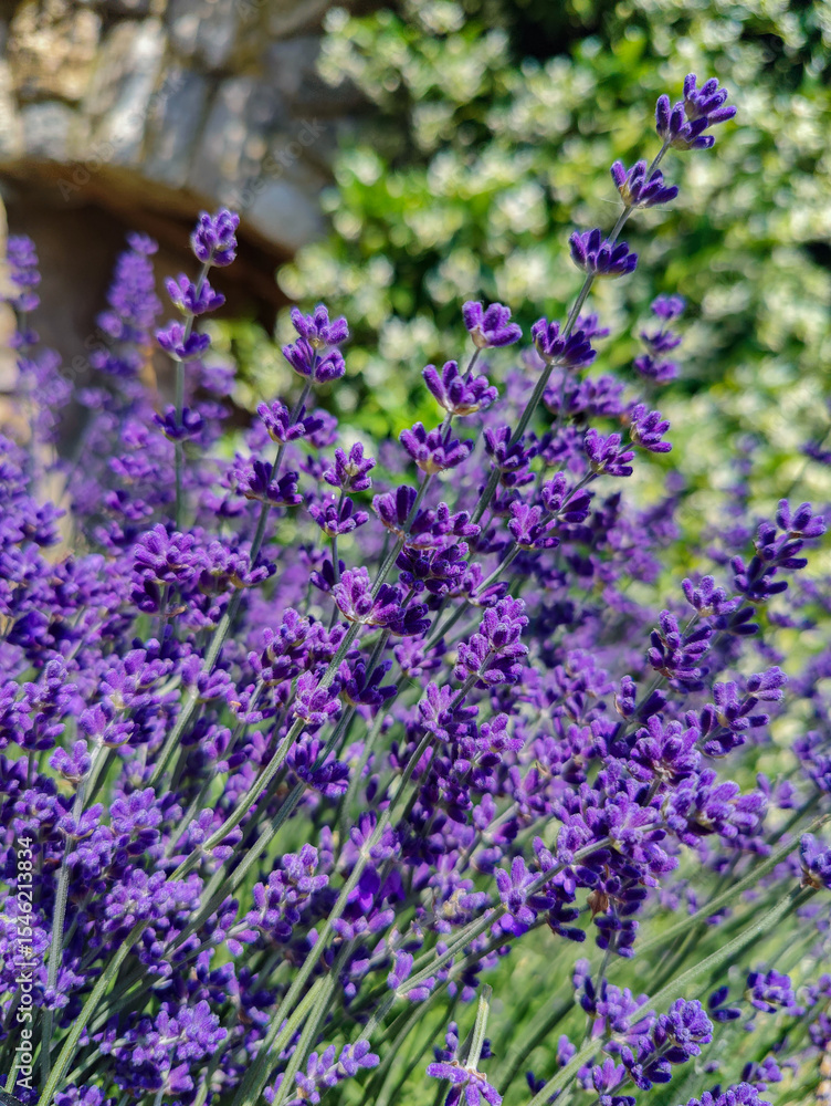 Obraz premium Lavender flowers blooming in garden with stone wall background
