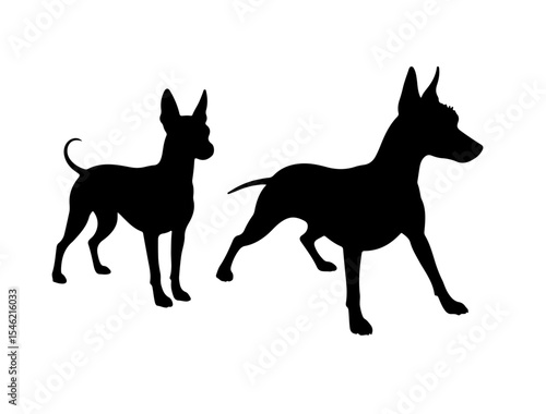 Vector image of American Eskimo Dog in silhouette on white background.