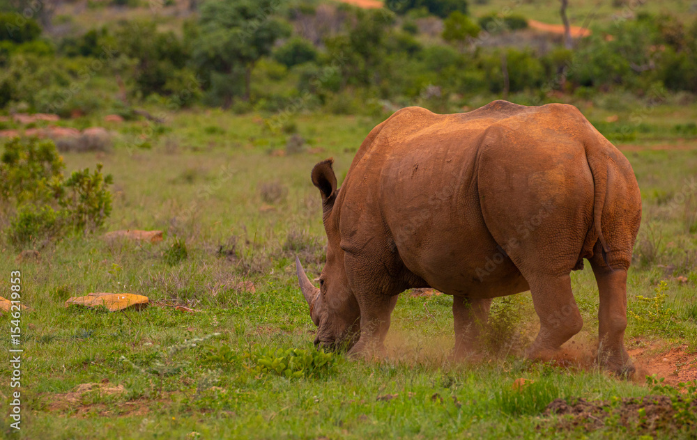 Fototapeta premium rhino in the grass