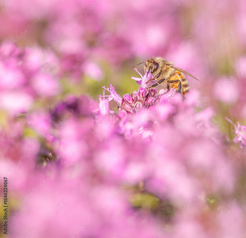 Happy bee in the blooming thyme, with beautiful pink bokeh for text space Happy bee in the blooming thyme, with beautiful pink bokeh for text space