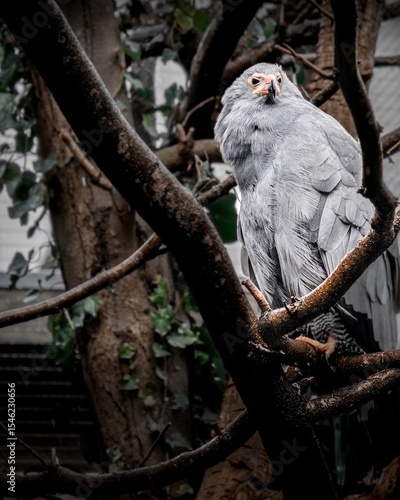 Gymnogene (Polyboroides typus) perched in a tree.