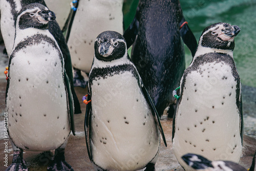 Humboldt Penguins Standing Together in Captivity
