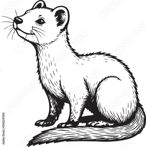 Cute Ermine Illustration: A charming Ermine illustration, showcasing its sleek and slender body and long, bushy tail in black and white drawing.