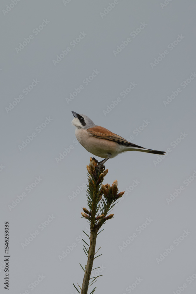 Fototapeta premium Neuntöter