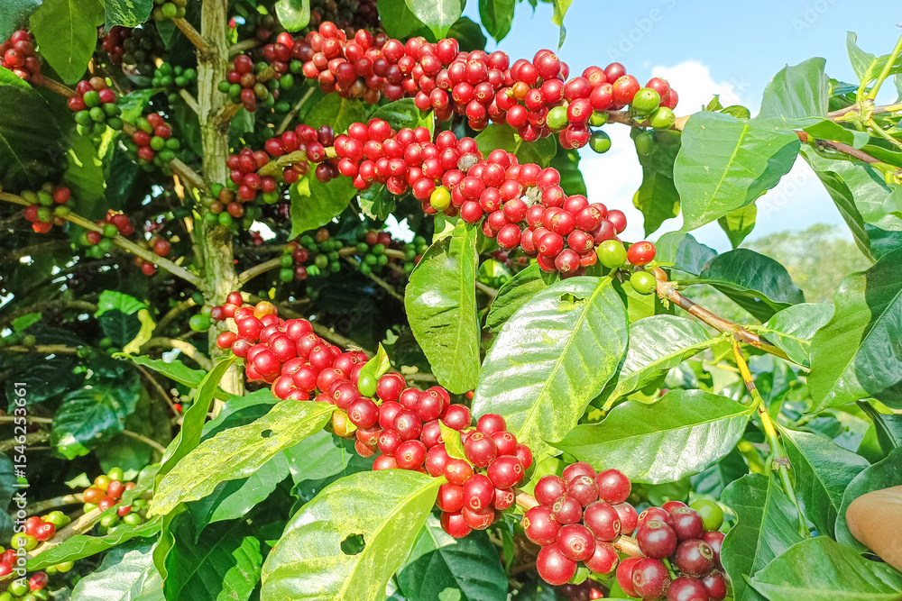 Natural Coffee Bean Harvest Season Natural Coffee Bean Harvest Season
