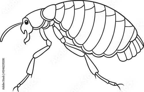 Flea insect pest creature outline drawing for veterinary biology and pet health problem