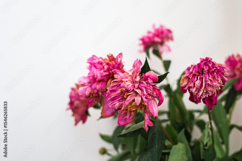 Obraz premium dry Pink peonies display faded beauty in a soft light filled room