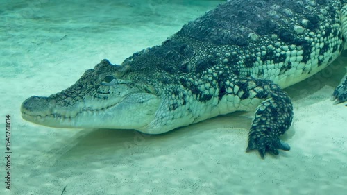 Wallpaper Mural crocodile in the water Torontodigital.ca