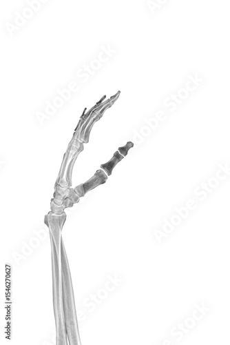 A part of the skeleton is the bones of a human hand, hand and forearm PNG