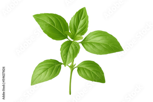 Vibrant basil sprig with multiple leaves, isolated on a transparent background, perfect for food and culinary projects