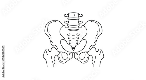 Anatomical Representation of the Human Pelvic Region and Its Bony Framework Structure
