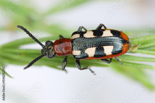 Fotografie Common asparagus beetle, Crioceris asparagi