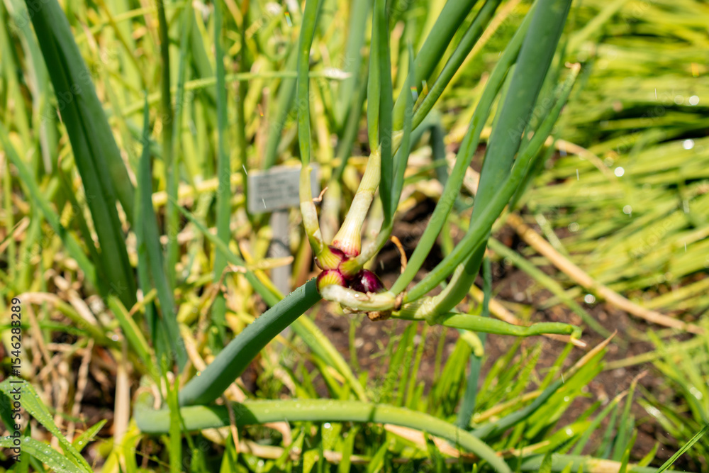Obraz premium Bulb onion or Allium Cepa plant in Saint Gallen in Switzerland 13.6.25