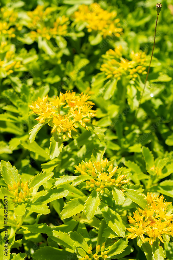 Orange stonecrop or Sedum Kamtschaticum plant in Saint Gallen in Switzerland 13.6.25 Orange stonecrop or Sedum Kamtschaticum plant in Saint Gallen in Switzerland 13.6.25