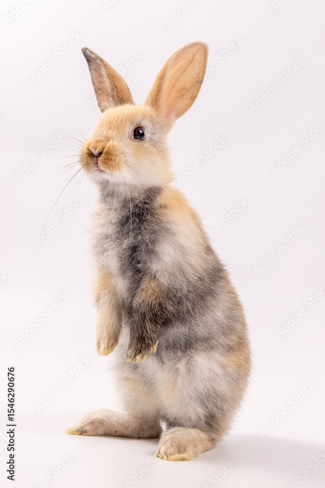 Obraz premium A healthy lovely baby brown bunny easter rabbit stand up on two legs on white background. Cute fluffy rabbit on white background Lovely mammal with beautiful bright eyes in nature life.Animal concept.