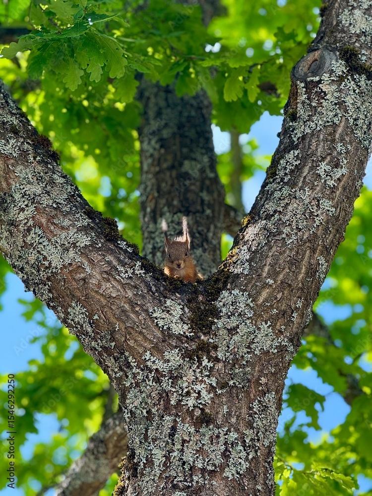 Obraz premium Squirrel in the forest
