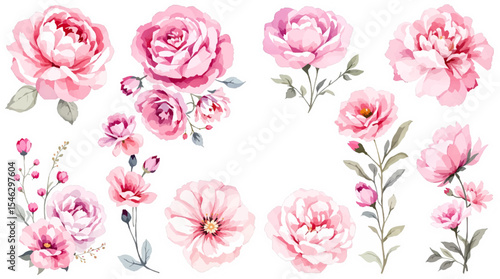 Set of roses, Set Pink and white Flowers, Pink flowers watercolor