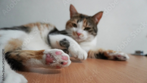 Foto A close-up of the pink paw of a tricolor cat lying on the floor
