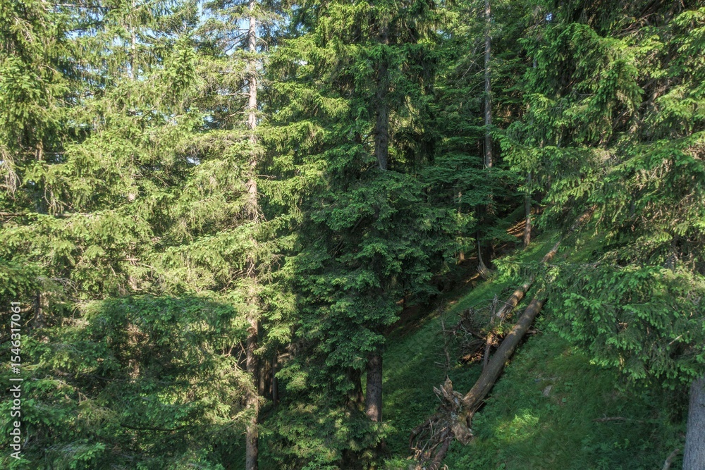 Fototapeta premium Dense forest in the Füssen region of Germany showcases lush greenery and tall coniferous trees on a clear day