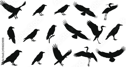 Bird silhouette collection vector illustration, flying and standing birds, crow and heron icons, black wildlife design elements for graphic use