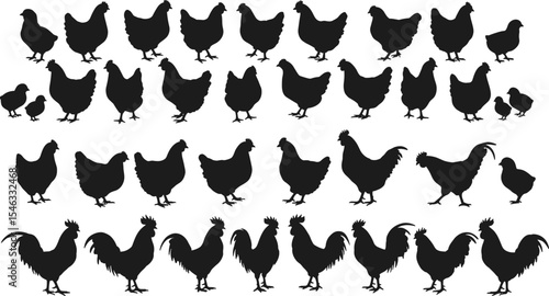 Vector illustration of chicken, hen, rooster, chick silhouettes, poultry farm animals collection for agriculture, farming, rural, editable artwork