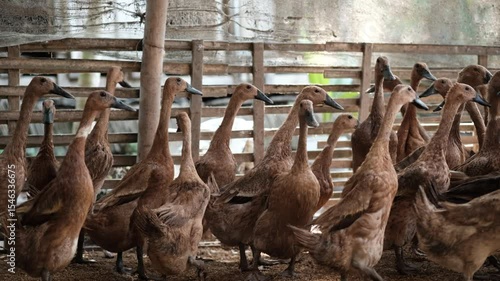A large flock of ducks gathers in a sunlit farm pen, surrounded by fencing and earthy ground, suggesting a free range setup.