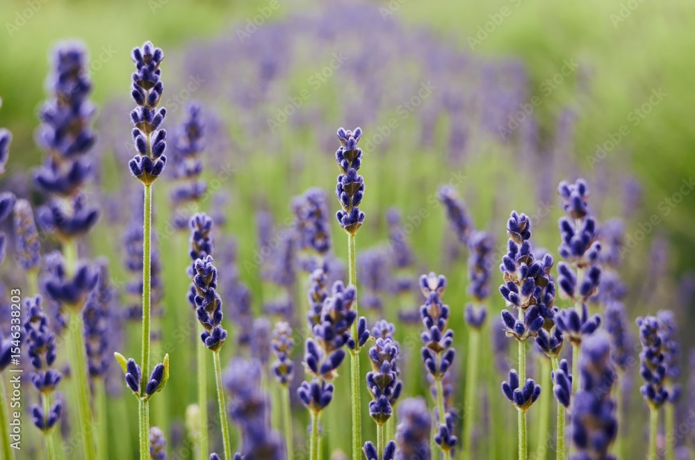 Naklejka premium Field of purple lavender flowers