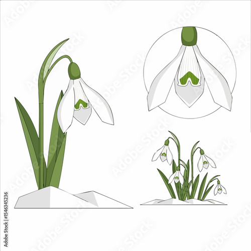 Snowdrop Purity