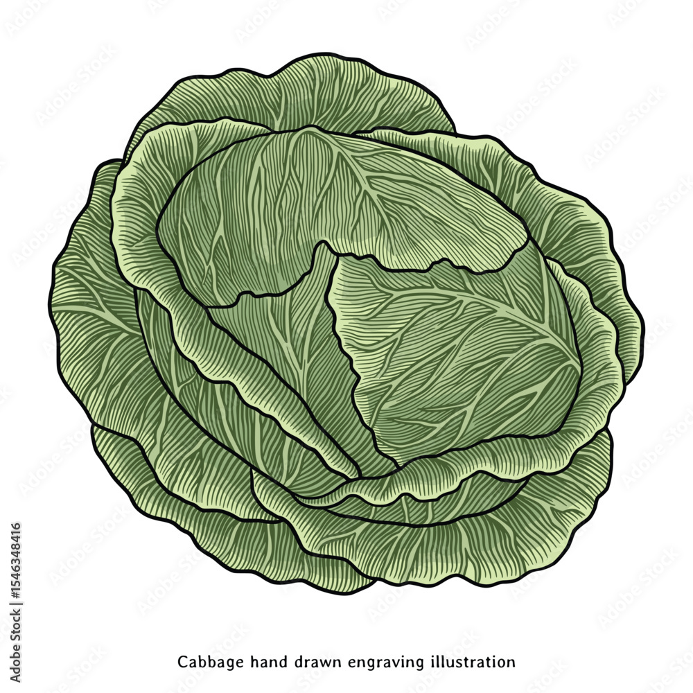Obraz premium Vintage Cabbage Illustration – Hand Drawn Botanical Vegetable Clipart