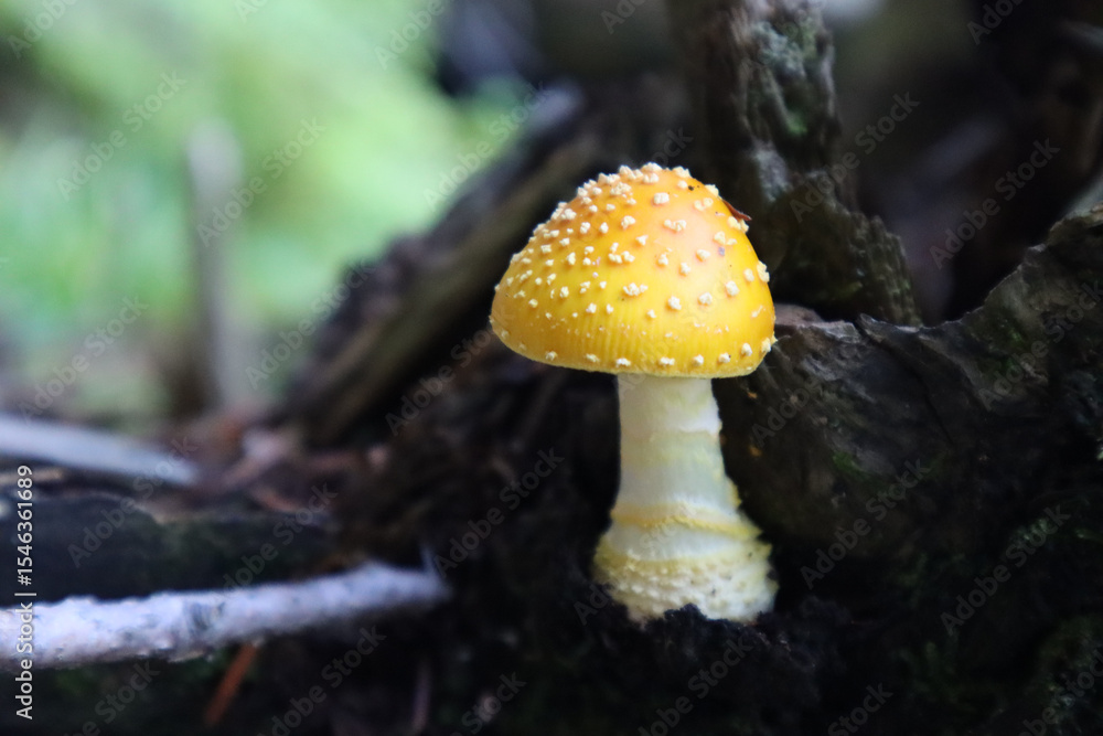 Fototapeta premium Mushroom in the Forest